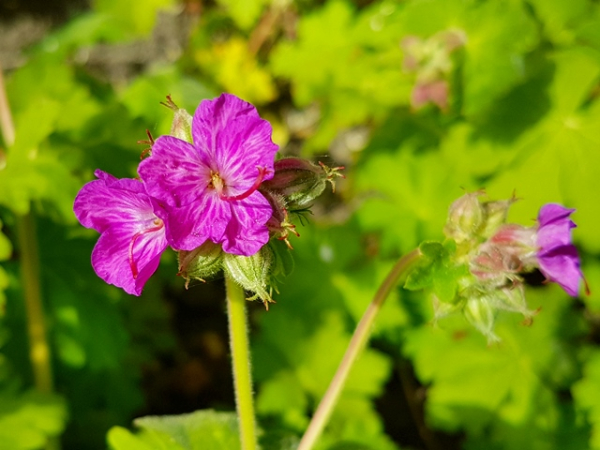 Geranium macrorrhizum - (Balkan-Storchschnabel),